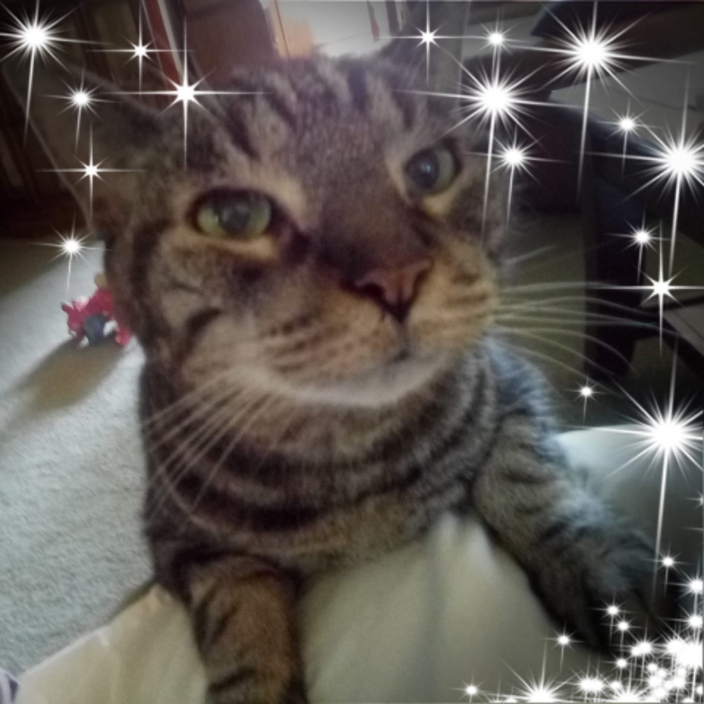 Meet your Posher, Joanne